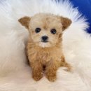 내품안의반려견광명점 이미지