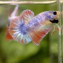 레드플라워(RED FLOWER) 이미지