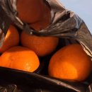 강일청과 이미지