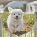 성은비료 | 광명 꼬똥드툴레아분양 신중한 선택을 위한 현실 가이드