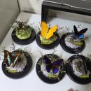 나비모텔 | 부산 렙타일페어 후기 (나비유리구)