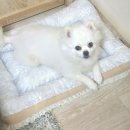 쿨펫(평촌) 네이버블로그