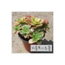 솔다육