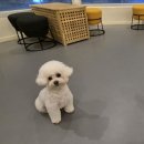 몽실 애견미용 | 배곧애견미용 잘하는 곳 찾았다, 몽실뜰 리얼후기