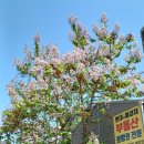 오동나무 발전소 이미지