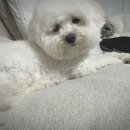 소우주 애견미용실 이미지