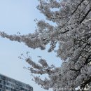 잠실역6번출구(잠실주공아파트쪽문) | [봄 벚꽃 명소] 잠실 벚꽃 석촌호수 말고 여기로! 잠실주공5단지아파트 벚꽃 후기