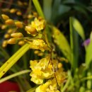 환타지아 이미지