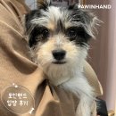 1864 | [❤️입양후기❤️] 1864. 🐶