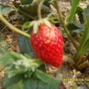 은지농장 이미지