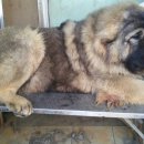 토실이네 이미지