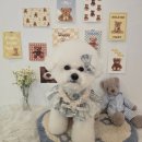 꽁꼼하개 이미지