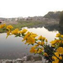 야생화편지 이미지