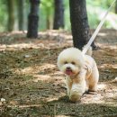 펫하우스 V 이미지