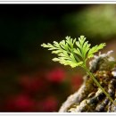 호텔 캘리포니아 이미지