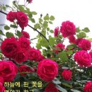 담이네 이미지