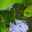 봄설(안양예술공원점) 이미지