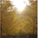 [수원2030등산모임] 홍천 은행나무숲 10월 25일 일요일 오전 7시 이미지