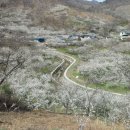 백운산.쫓비산(538m)/전남광양:매화꽃축제 2021.3월16(화요일) 이미지