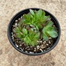 양진농장 이미지