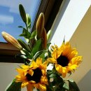 도연이네 민박 이미지