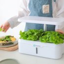 팜인팜 LED 수경재배기 구입 후기