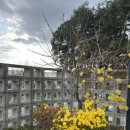 보니스테이 이미지