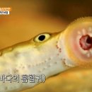 칠성장어