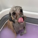 올펫살롱 이미지