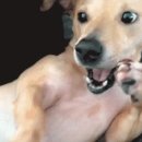 바우바우 이미지