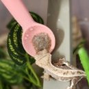 감성족발구미점 이미지