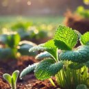 수덕골미락 이미지