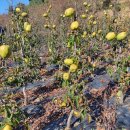 대영농원 이미지