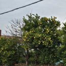 11번가주유소 화장실 | 무슨귤일까 담모라호텔앤리조트 제주가성비숙소 서귀포 3만원대 가성비 숙소 할인꿀팁 내돈내산 솔직후기