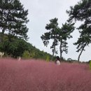 안포마을 | [여수 카페] 핑크뮬리와 바다 뷰가 아름다운 '카페 안포' 방문 후기! (ft. 운전 꿀팁)