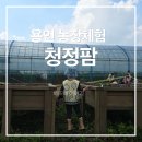 청정팜 | 용인 청정팜 방문 후기 | 아이와 농장체험, 하뜨의 첫 고구마 수확 🍠