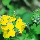 애기똥풀 이미지