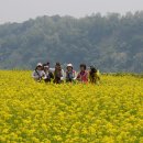 유채 보다 밝은 함께하여 좋은 사람들,,, 이미지