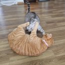 백지 중성화 마무리!(후기)