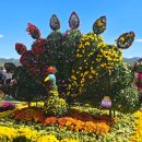 경남 마산 동물약국 | 경남여행 마산 가고파 국화축제 기본 정보 일정 주차 셔틀버스