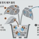 미세먼지 먹는 초록잎 식물, 천연 공기청정기 이미지