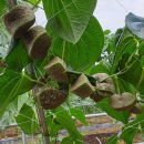 하늘농장6 이미지