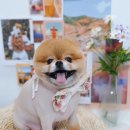 아루멍 그루밍 이미지