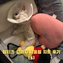 하이응급동물메디칼센터 | 일기] 말티즈 강아지 두개골 골절 및 뇌출혈 치료 후기 그리고 퇴원 05 (feat. 24시 우리들동물메디컬센터)