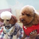 알콩달콩 애견샵 이미지