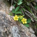 돌양지꽃 Potentilla dickinsii Franch. &amp; Sav. 이미지