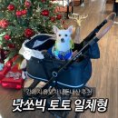 토토애견 | 강아지유모차 개모차 추천 내돈내산 낫쏘빅 토토 펫유모차 사용후기 가성비 일체형개모차