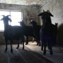 염소사육장 이미지