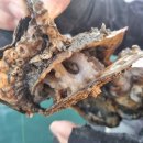 이가쭈꾸미 이미지