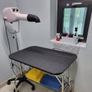 [경주 애견펜션 독채] 350평 넓은 마당과 자쿠지까지 있는 토리하우스 애견풀빌라펜션
